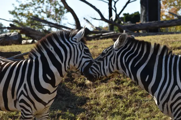 CrazyFox Casino Assistance